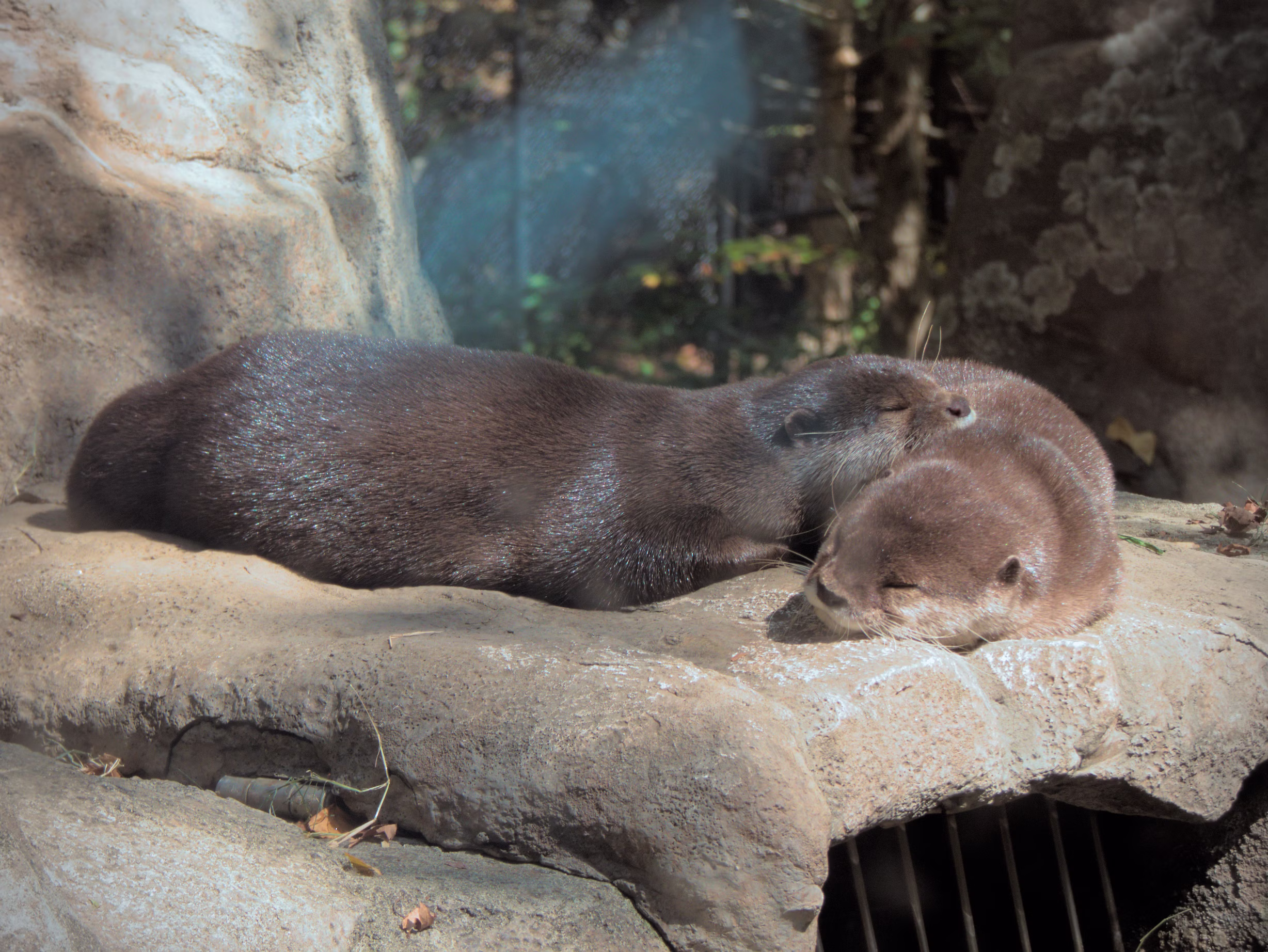 sleepy otters