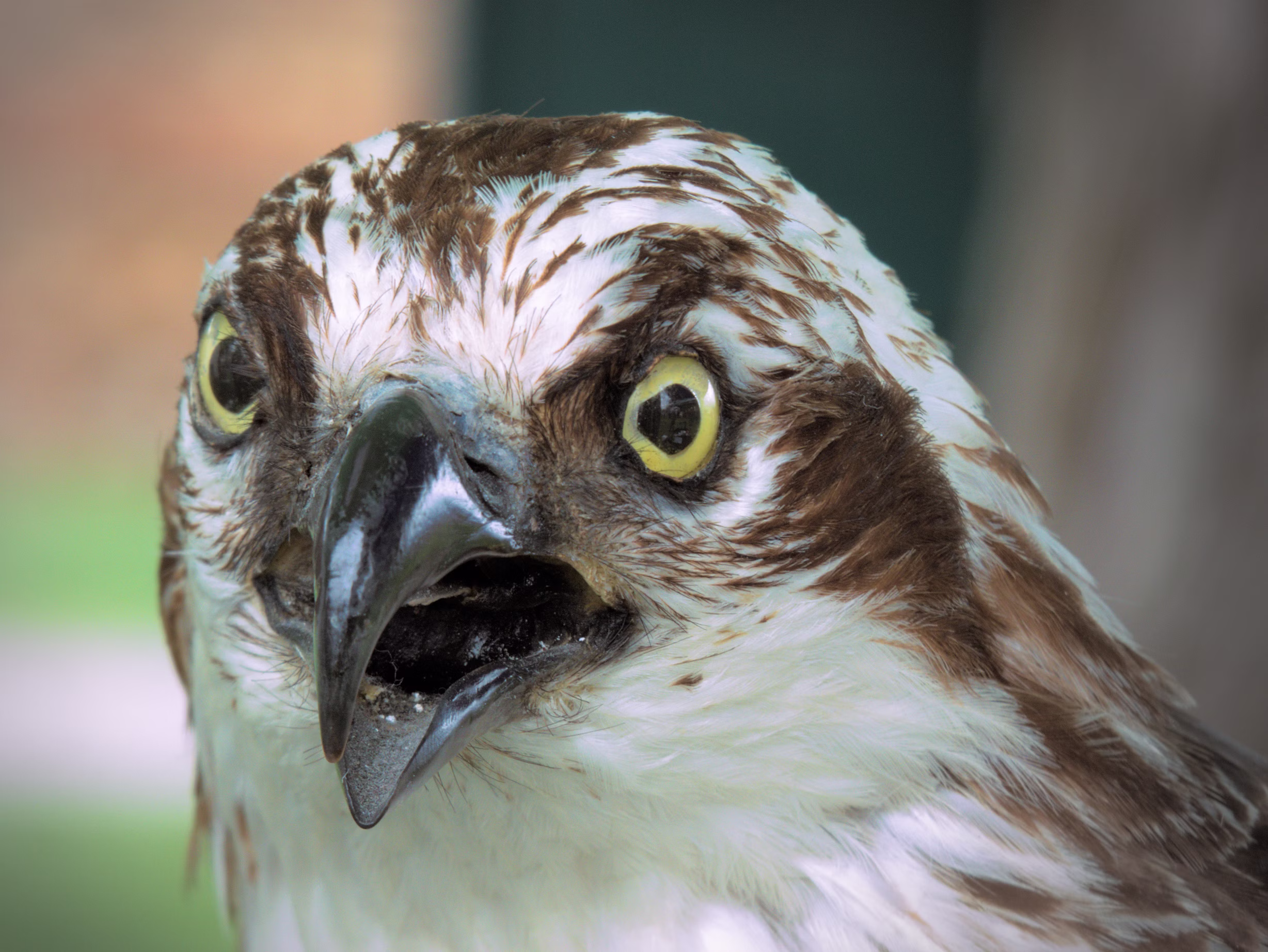 photo of a taxidermy osprey